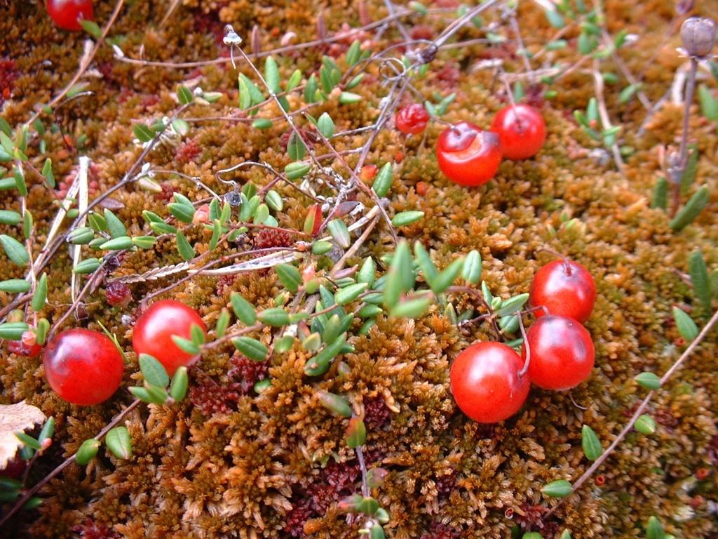 Vaccinum oxycoccos / Mirtillo palustre